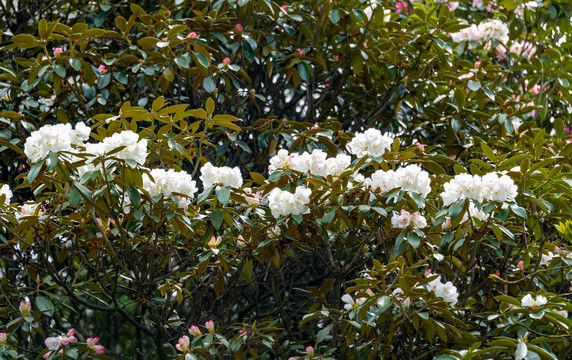 峨眉山的杜鹃花