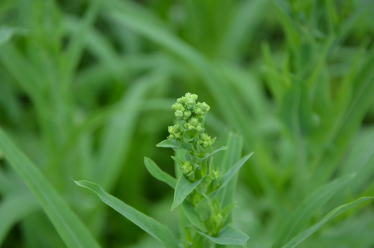 油菜花