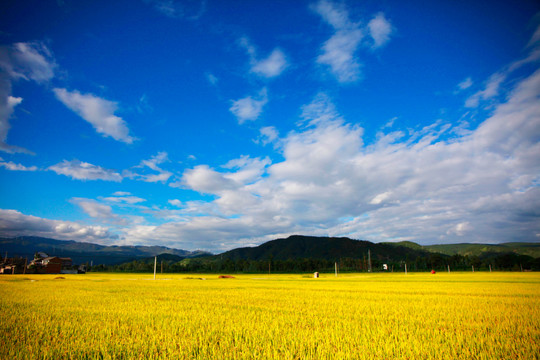 稻田风景