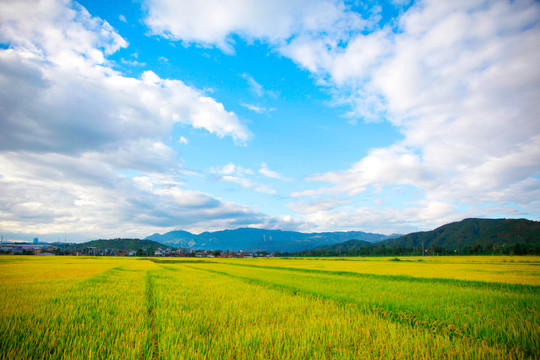 稻田风景