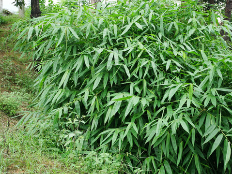 矮竹林