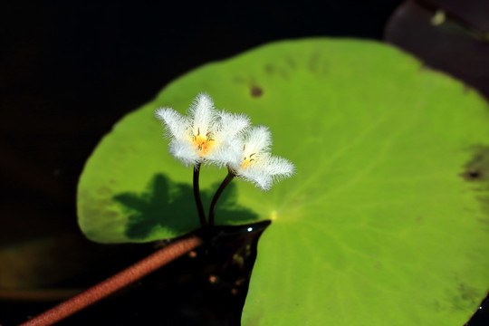 金银莲花