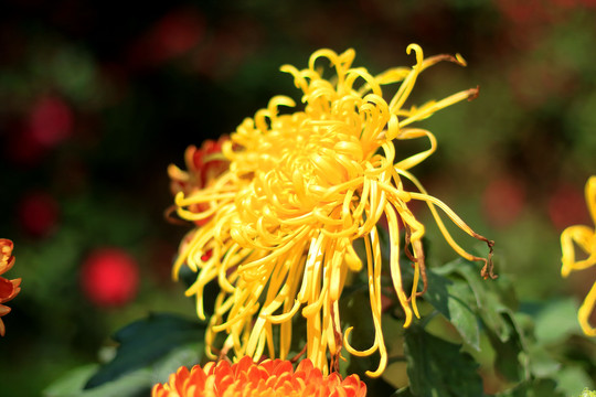 菊花
