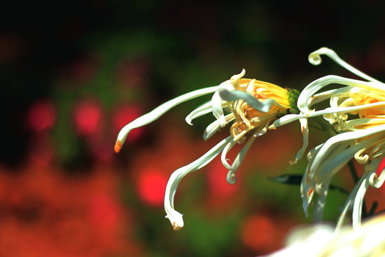 菊花