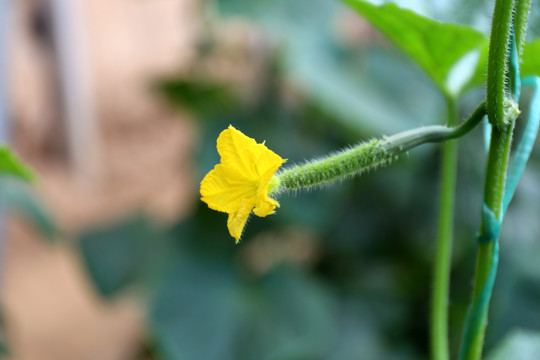 黄瓜花小黄瓜嫩黄瓜蔬菜种植