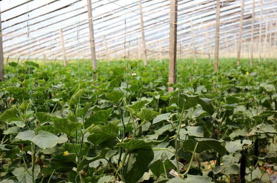 黄瓜大棚温室现代农业蔬菜种植
