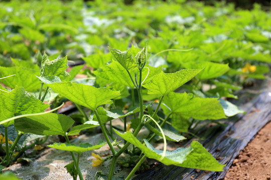 黄瓜大棚温室蔬菜种植黄瓜苗