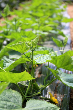 黄瓜大棚温室现代农业蔬菜种植