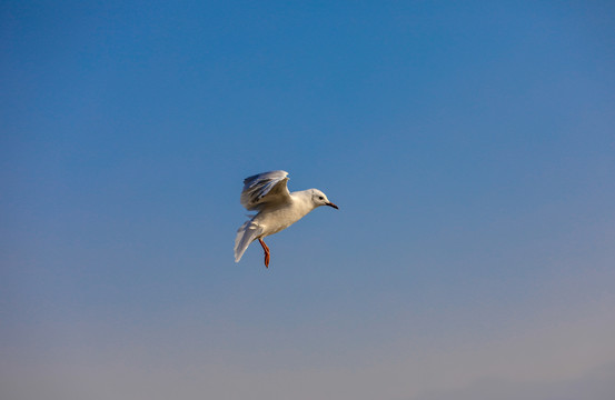 翱翔嬉戏的海鸥
