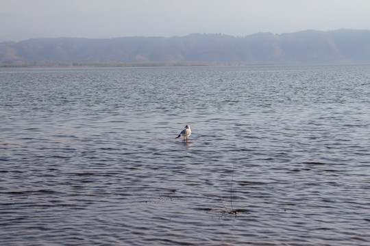 水中伫立的海鸥