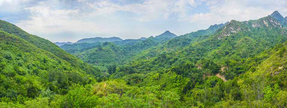 绿树青山大画幅