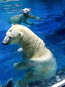 游泳的白熊