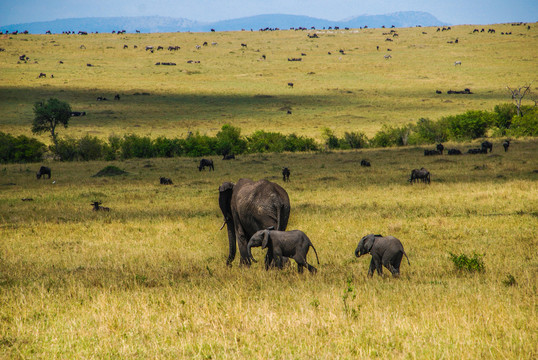 非洲大草原野生大象