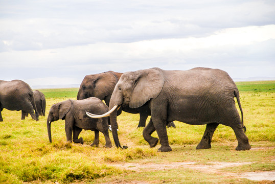 非洲大草原野生大象