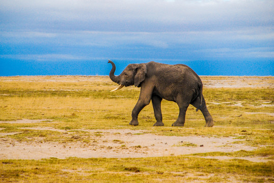 非洲草原大象