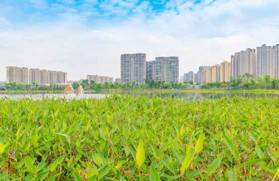 成都市锦城湖公园的风光