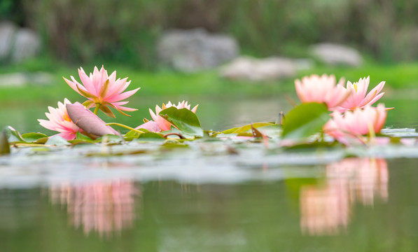 湖面粉红色的睡莲