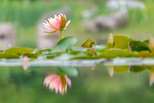 湖面粉红色的睡莲