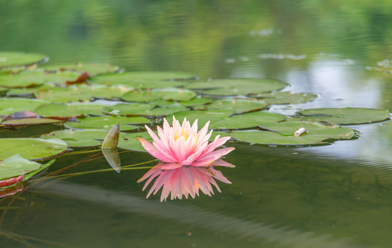 湖面粉红色的睡莲