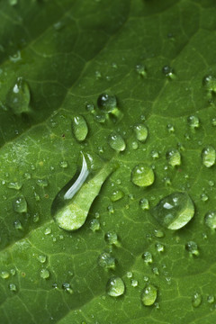 雨珠