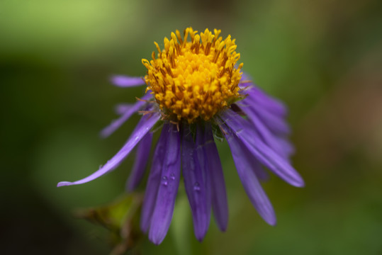 花草