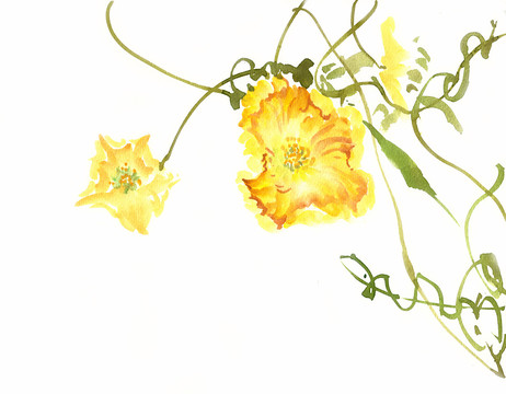 水彩画深秋黄色的花朵