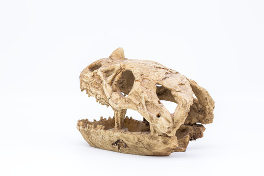 恐龙头骨模型