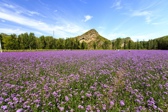 百里山水画廊花海