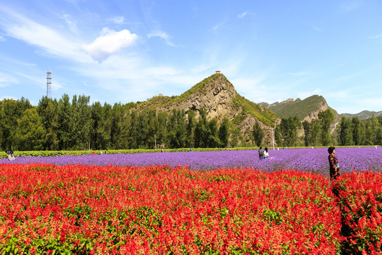 百里山水画廊花海