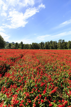 百里山水画廊花海