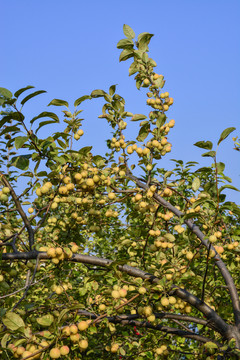 小苹果