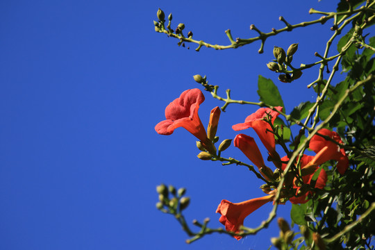 凌霄花