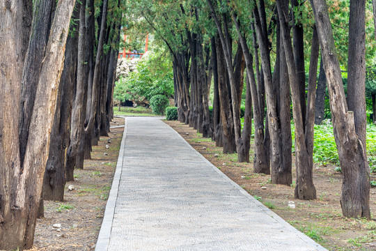 山西晋祠公园林荫路