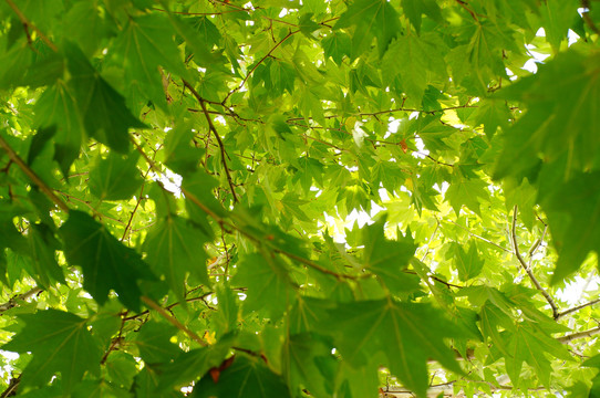 植物树叶法国梧桐树叶艺术光影