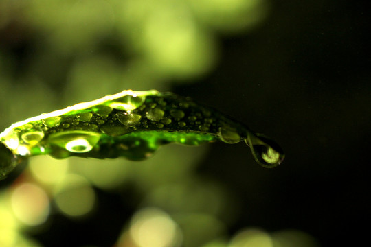 植物