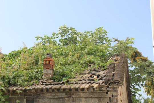 屋顶