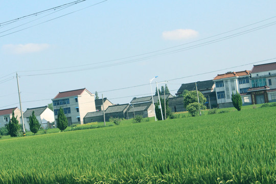 麦田