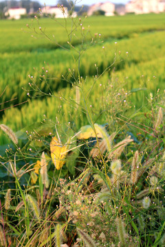 钻叶紫菀