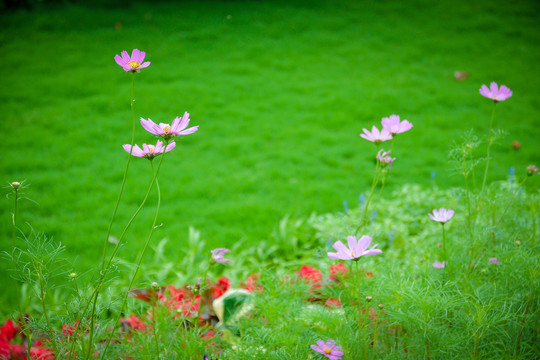 野花绿草