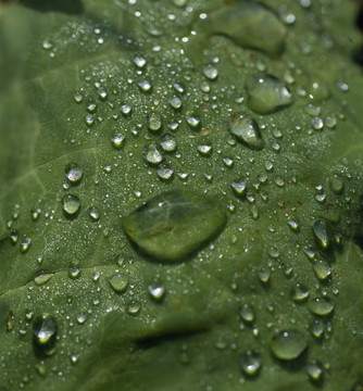 雨珠