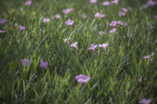 兰花草