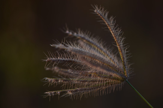 台湾虎尾草