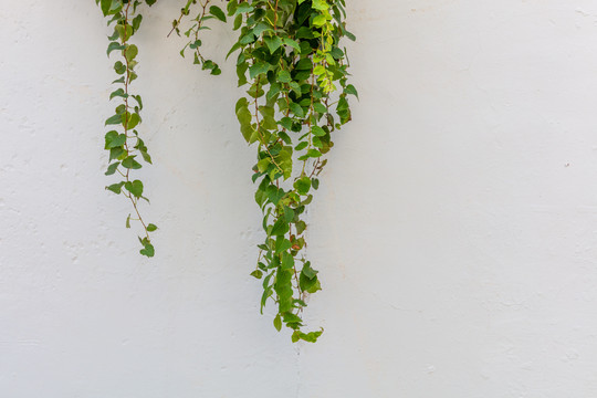 白墙壁上的植物