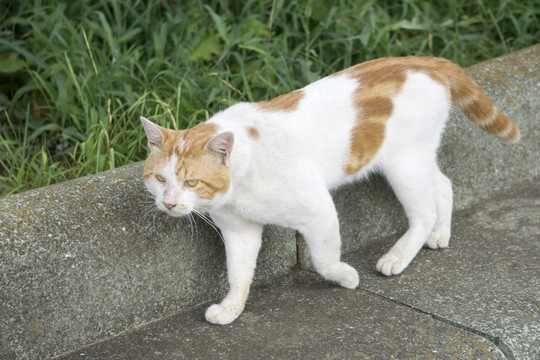 花猫巡视领地