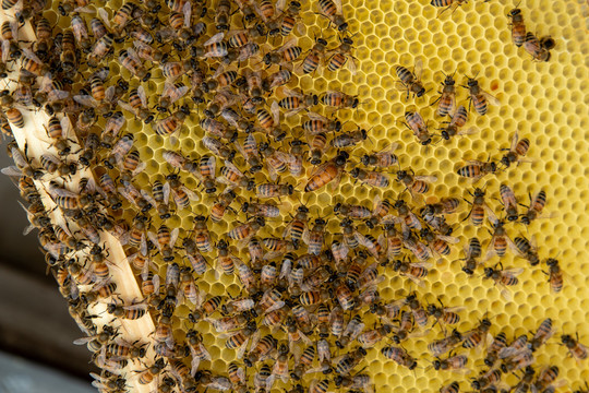 人工养蜜蜂