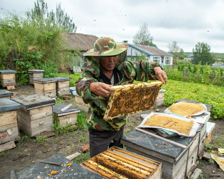 人工养蜜蜂
