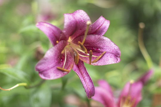 百合花素材