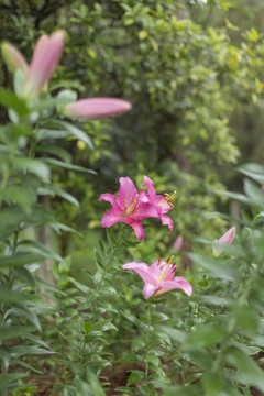 百合花素材