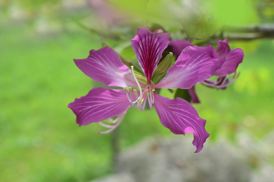 紫荆花