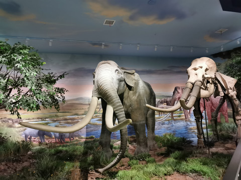 大象化石